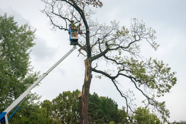 Best Seasonal Cleanup (Spring/Fall)  in West End Cobb Town, AL