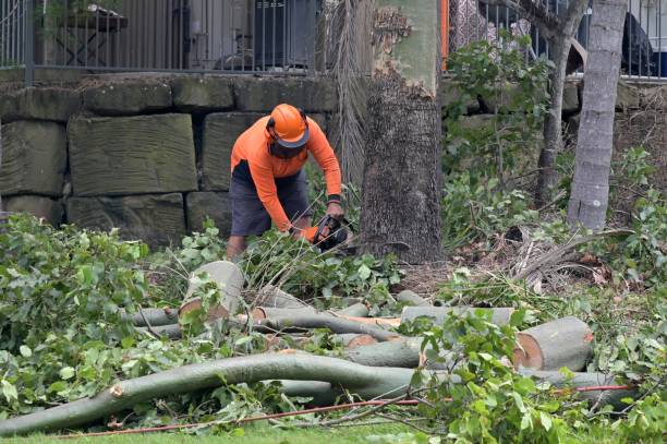 Best Tree Cabling and Bracing  in West End Cobb Town, AL