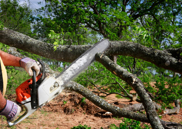  West End Cobb Town, AL Tree Removal Pros